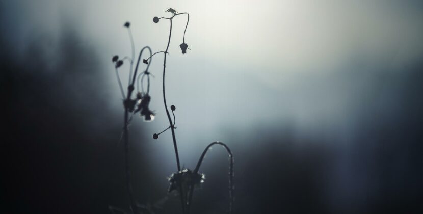 Photo Gallery